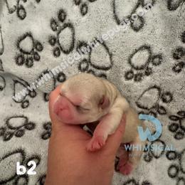 Boy 2 - male Pug puppy in Cleveland, Ohio from Whimsical White Pugs - Quality Comes First
