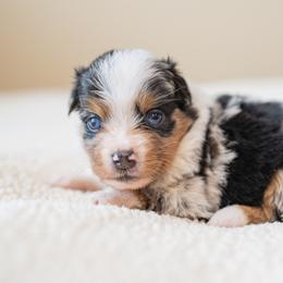Girl 1 - female Miniature Australian Shepherd puppy in Buna, Texas from R & C Kennels