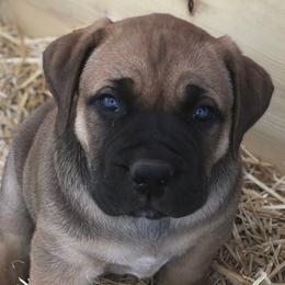 Prescott- Navy Boy - Fawn Boerboel puppy in Pearce, Arizona from Desert Stronghold Boerboels