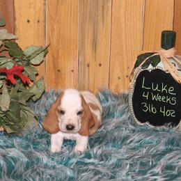 Luke - Lemon and white male Basset Hound puppy in Dover, Arkansas from S&S American Bassets