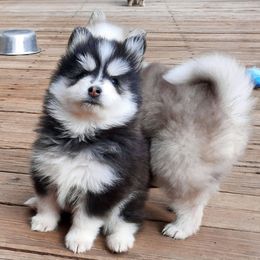 Pomsky Puppies from Acacia Pomskies