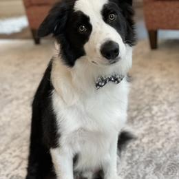 Border Collie Puppies from Ferguson Border Collies