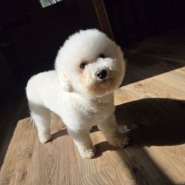 Chestnut - White female Bichon Frise puppy in Pickens, South Carolina from Beloved Bichon
