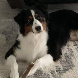 Australian Shepherds from Happily Ever Australian Shepherds