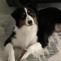 Australian Shepherds from Happily Ever Australian Shepherds
