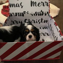 Cavalier King Charles Spaniel Puppies from Ridgefield Cavaliers