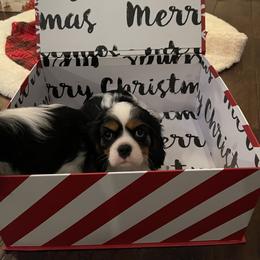 Cavalier King Charles Spaniel Puppies from Ridgefield Cavaliers