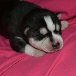 Girl 2 - Black and white female Siberian Husky puppy in Northview, Michigan from Xk siberians