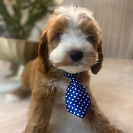 Buddy - Red and white male Cockapoo puppy in Sacramento County, California from Sac-Town Poodles and Doodles
