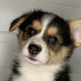 Boy 2 - Black and tan Pembroke Welsh Corgi puppy in Missouri from Cooler Farms Corgis