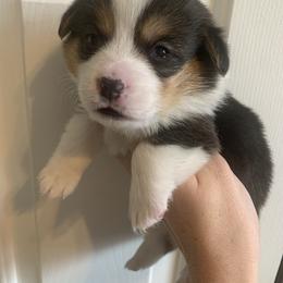 Boots - Black and tan male Pembroke Welsh Corgi puppy in Cumming, Georgia from Carter’s Corgis LLC