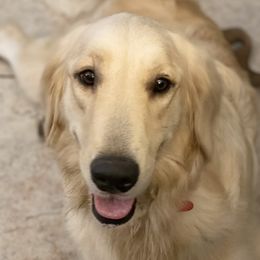 Angel - Golden Retriever