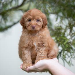 Thor APRICOT MALE - Apricot male Aussiedoodle puppy in Jacksonville, Florida from Lolo’s Aussiedoodle