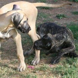 Great Dane Puppies from DaneDreams