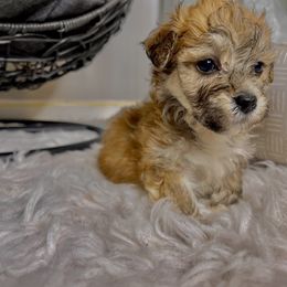 Morkie Puppies from Smart Farms