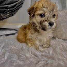 Morkie Puppies from Smart Farms