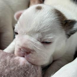 Star Spangled Banner Litter-Valor - Fawn and white male French Bulldog puppy in Kalispell, Montana from Grace & Grit Frenchies