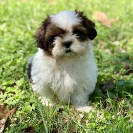 Mr. Yellow - Brindle and white male Shih Tzu puppy in Waco, Texas from Shih Tzus To Love