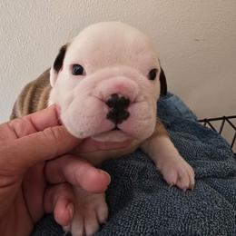Green boy - Red brindle and white male Bulldog puppy in Laurel, Montana from Bull Mountain Bulldogs