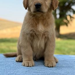 Yellow Collar - Dark golden male Golden Retriever puppy in Touchet, Washington from Windust Kennels