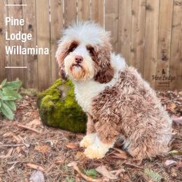 Mina - Australian Labradoodle