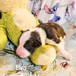 Australian Shepherd Puppies from Gordon and Sons Farms