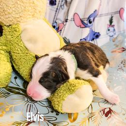 Australian Shepherd Puppies from Gordon and Sons Farms