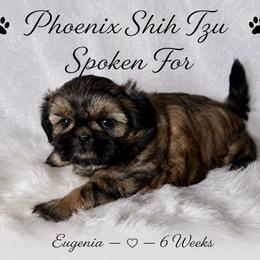 Star - Gold female Shih Tzu puppy in Hayden, Idaho from Phoenix Shih Tzu