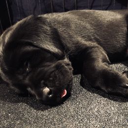 Labrador Retriever Puppies from Rim Country Labradors