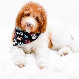 Harry - Merle male Bernedoodle puppy in North Carolina from NC Doodle Puppies