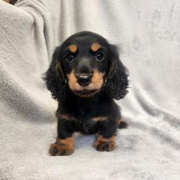 Teddy - Black and tan male Dachshund puppy in Trenton, Florida from Kings Dachshunds