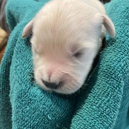 Peanut - Light golden male Golden Retriever puppy in Ennis, Texas from Amberidge Golden Retrievers