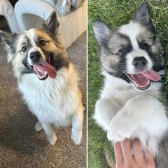 Icelandic Sheepdog Puppies from Tobiasson icie