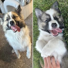Icelandic Sheepdog Puppies from Tobiasson icie