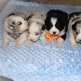 Australian Shepherd and Pomeranian Puppies from Fantasy Pomeranians