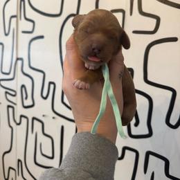 Blossom - Red female Cavapoo puppy in Linden, Michigan from Maple Drive Doodles