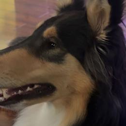 Collies from Alpine Collies