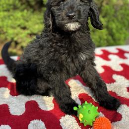 Bernedoodle, Goldendoodle, and Poodle Puppies from Poodle and Doodle Haven