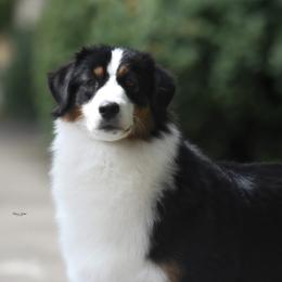 Luce - Australian Shepherd