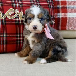 Linnie - Merle female Bernedoodle puppy in Murray, Utah from Sun Valley Doodles