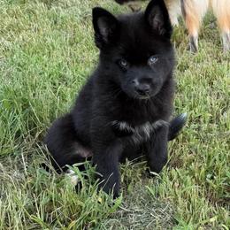 Brooklyn - Black and white female Pomsky puppy in La Vergne, Tennessee from Atencio Pomsky