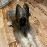 Caymus - Briard