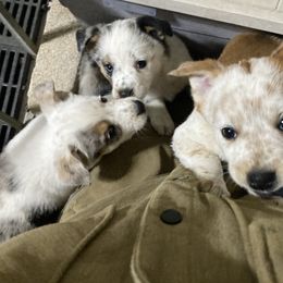 Australian Cattle Dog and Companion Cross Puppies from MX Kennel - Central MO