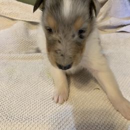 Collie Puppies from ColliesOklahoma
