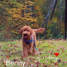 Goldendoodle All Grown Up from Lance Doodle Farm