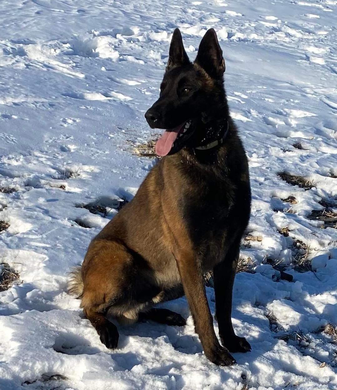 Platinum K9S in Iowa Belgian Malinois puppies Good Dog
