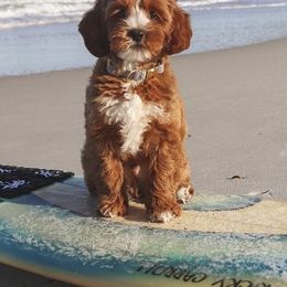 Australian Labradoodle Puppies from Crikey Australian Labradoodles