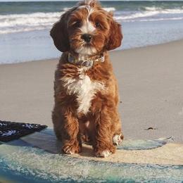 Australian Labradoodle Puppies from Crikey Australian Labradoodles