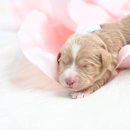White - Apricot female Goldendoodle puppy in Platteville, Wisconsin from Beck Kennel