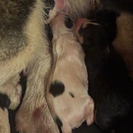 Peppermint - Black and white female Siberian Husky puppy in Mechanicsville, Virginia from Shinko Siberians